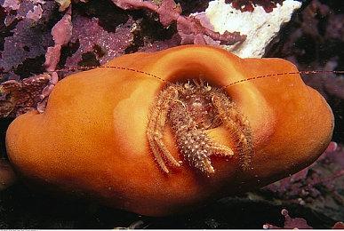 外星人恐怖新游《灰岭事件》新演示 追加登陆PS4＆5