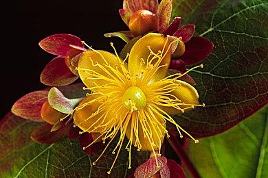 传《夺宝奇兵：古老之圈》PS5版4月17日发售